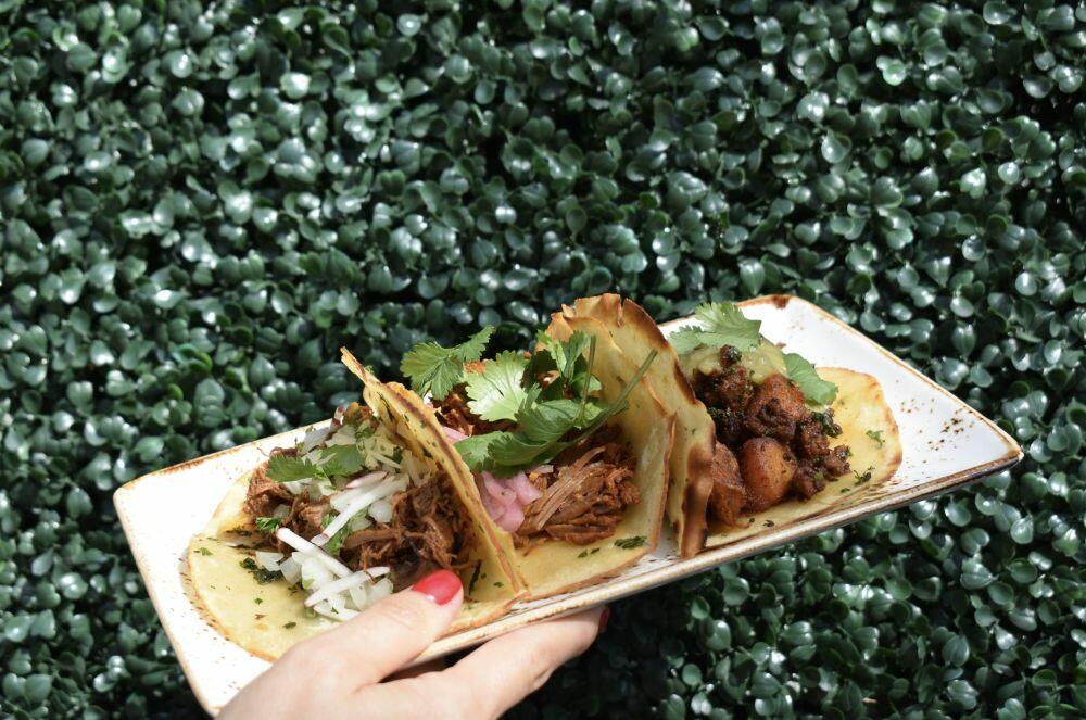Three tacos from a culinary experience in Little Havana, Miami, beautifully plated in front of a vibrant green wall.